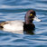 Lesser Scaup
